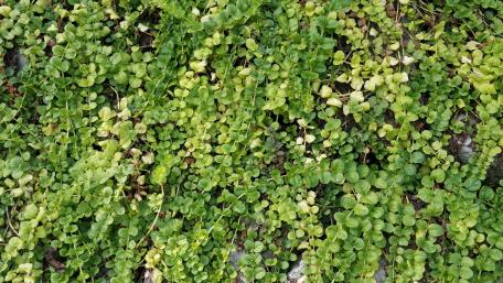 Leaves on stones wallpaper