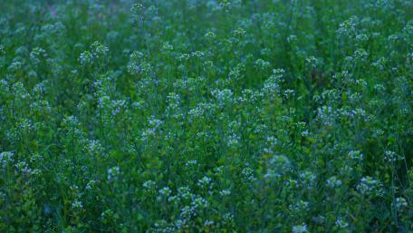 Serene Green Meadow Blossoms wallpaper