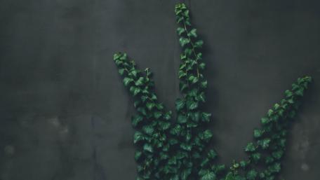 Amber plant wallpaper