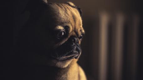 So cute pug puppy wallpaper