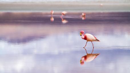 Flamingo in Serene Reflection wallpaper