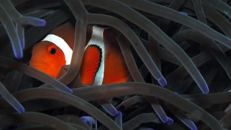 Clownfish wallpaper