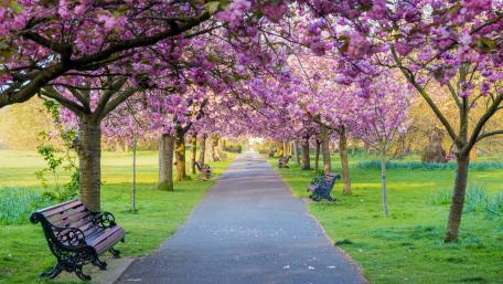 Blossoming Park Pathway in Springtime Sunshine wallpaper