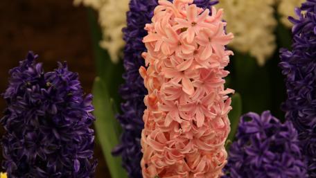 Elegant Hyacinth Blooming in Vibrant Colors wallpaper