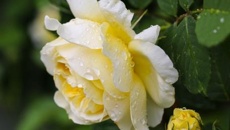 Blossoming Yellow Rose with Raindrops wallpaper