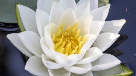 Elegant White Waterlily in Tranquil Waters wallpaper