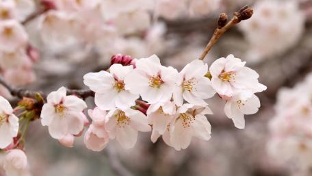 Delicate Cherry Blossoms in Bloom wallpaper