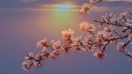 Blooming Blossoms Under a Spring Sunset wallpaper