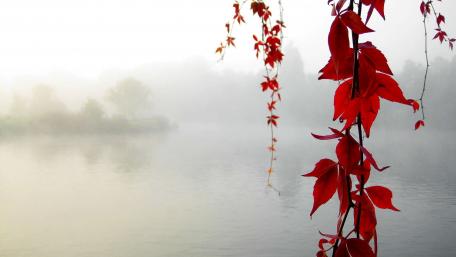 Autumn Serenity with Red Leaves wallpaper