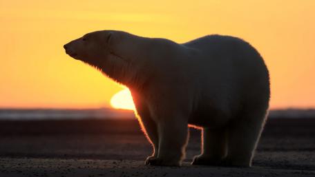 Majestic Polar Bear Silhouette at Sunset wallpaper