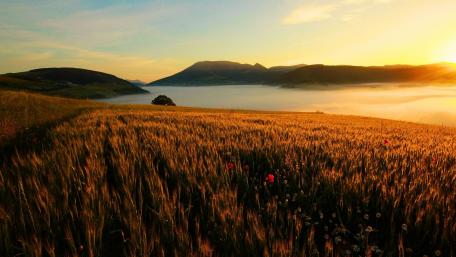 Golden Fields at Sunrise wallpaper