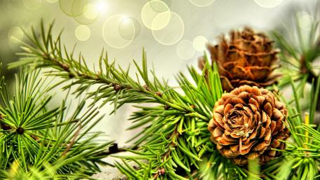 Natural Beauty of Pine Cones wallpaper