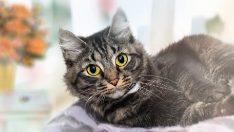 Charming Feline Companion wallpaper