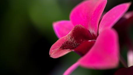 Vibrant Pink Blossom in Bloom wallpaper