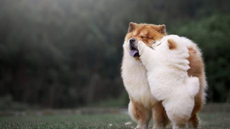 Charming Chow Chows Sharing Affection wallpaper