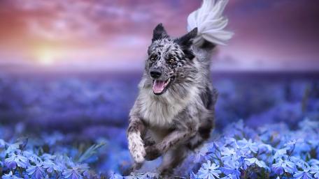 Joyful Dog Running Through Purple Flowers in Sunset Light wallpaper