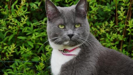 Elegant Gray Cat Amidst Lush Greenery wallpaper