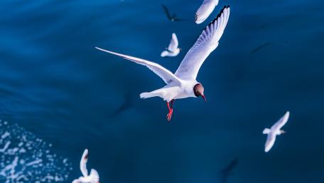 Graceful Seagulls in Flight Above the Ocean Waves wallpaper