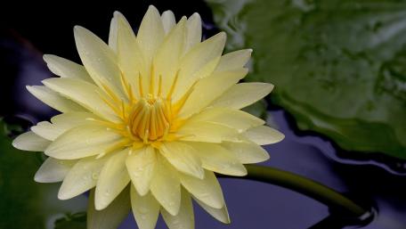 Serene Yellow Water Lily Blossoming in Tranquil Pond Life wallpaper