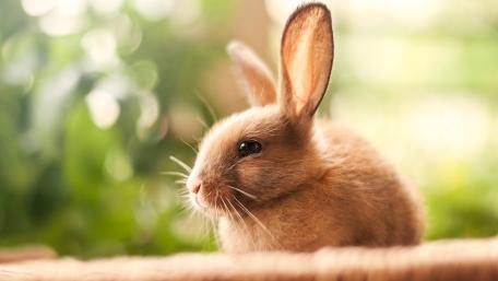 Charming Portrait of a Playful Rabbit wallpaper