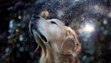 Golden Retriever Bliss Amidst Sparkling Snowflakes wallpaper