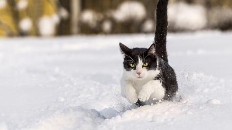 Playful Cat in a Winter Wonderland wallpaper