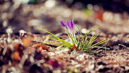 Blooming Crocuses in Nature's Embrace wallpaper
