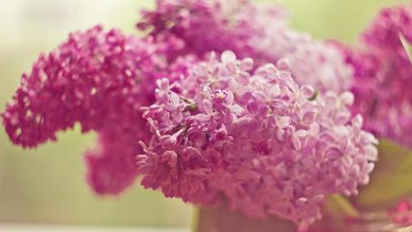 Beautiful Lilac Blooms in Soft Focus wallpaper