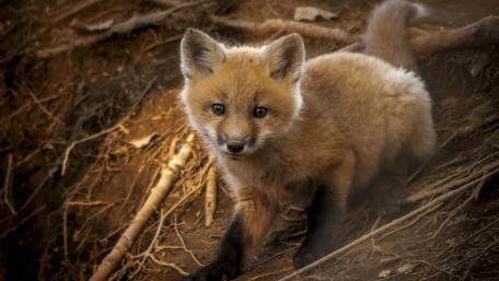 Curious Young Fox Exploring Its Habitat wallpaper