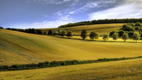 Golden Fields Under a Clear Sky wallpaper