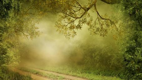 Serene Green Forest Pathway wallpaper