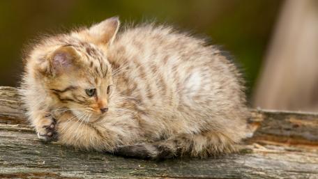 Playful Feline in Nature's Embrace wallpaper