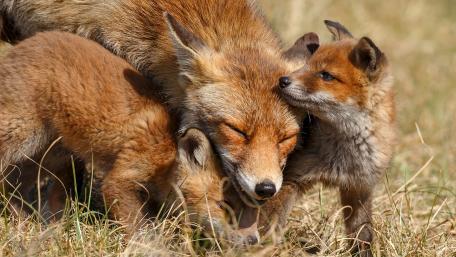 Adorable Fox Family in Nature wallpaper