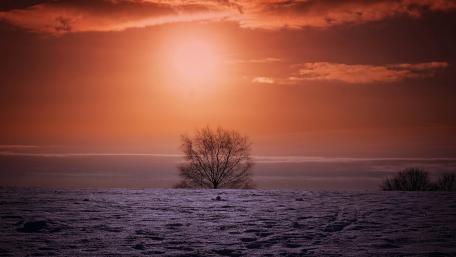 Solitary Tree at Sunset Glow wallpaper
