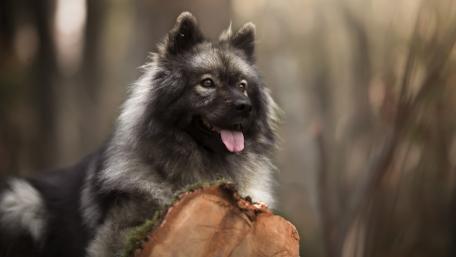Majestic Dog in Nature's Embrace wallpaper