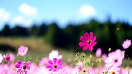 Vibrant Pink Cosmos in Full Bloom wallpaper