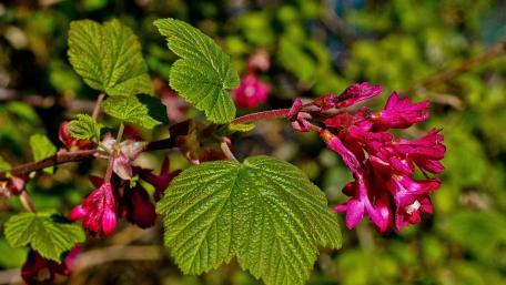 Vibrant Blossoms of Nature's Beauty wallpaper