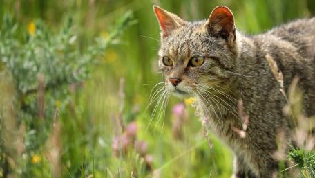 Wild Cat in a Natural Setting Perfect for Nature Lovers wallpaper