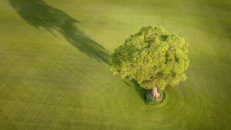 Solitary Tree in Vibrant Green Landscape wallpaper