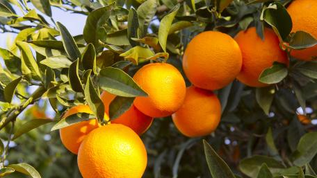 Vibrant Oranges on a Lush Tree Branch wallpaper