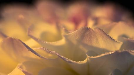 Elegant Close-Up of Delicate Flower Petals with Dew Drops wallpaper