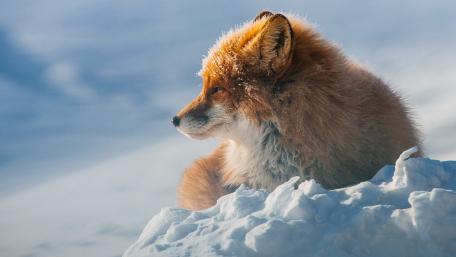 Majestic Fox in Winter Wonderland wallpaper