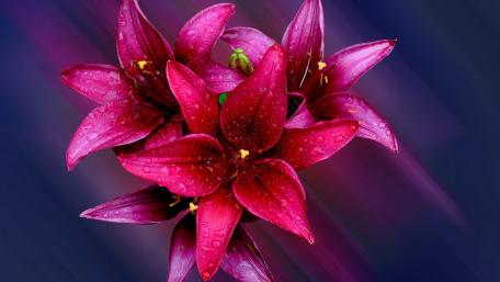 Vibrant Pink Lilies with Raindrops wallpaper