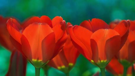 Vibrant Red Tulips in Bloom wallpaper