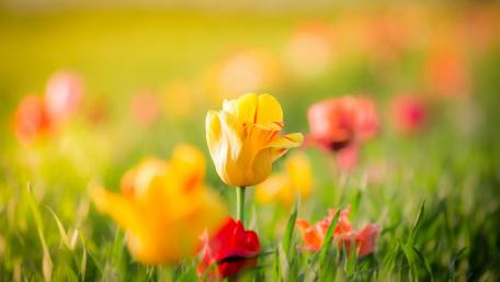 Vibrant Tulip Field in Blooming Spring Sunshine wallpaper