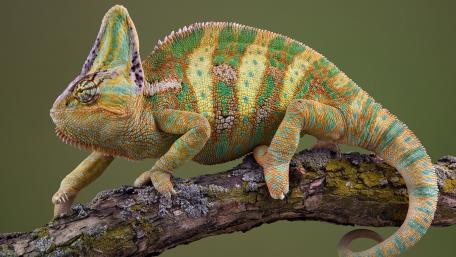 veiled chameleon wallpaper