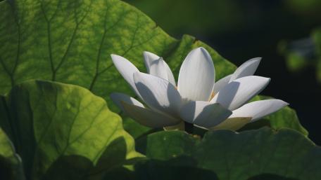 Serene Waterlily Among Lush Green Leaves wallpaper
