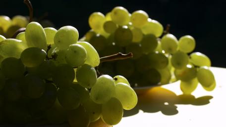 Fresh Green Grapes with a Sunlit Glow wallpaper