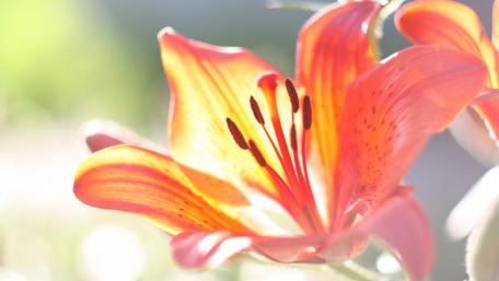 Vibrant Orange Lily Blooms in Soft Light wallpaper