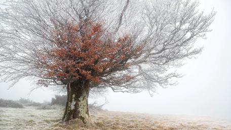 Mystical Solitude of a Lone Tree in Foggy Landscape wallpaper